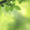 Erbe officinali