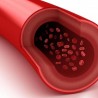 Sangue e circolazione venosa